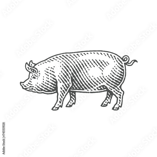 Pig. Hand drawn engraving style illustrations. 