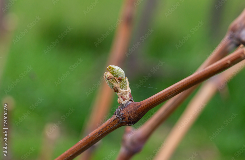 Close up of grape vine bud. Spring bud sprouting on a vine in the vineyard. Spring natural background Close up of grape vine bud. Spring bud sprouting on a vine in the vineyard. Spring natural background