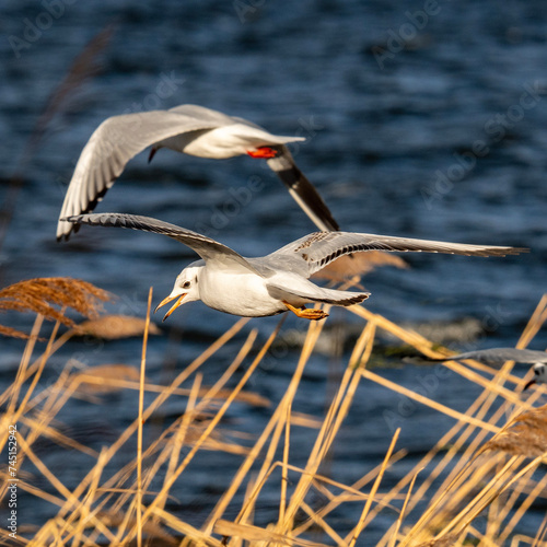 Seagul  photo