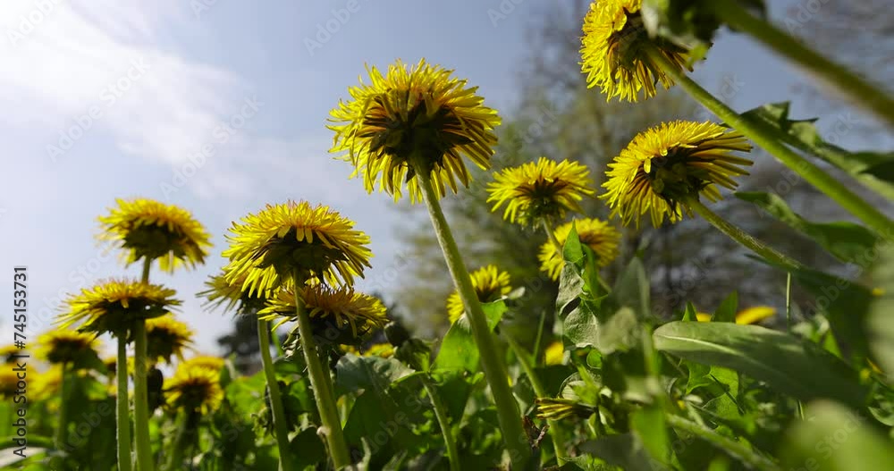 a field with blooming yellow dandelions, spring dandelion flowers during flowering a field with blooming yellow dandelions, spring dandelion flowers during flowering