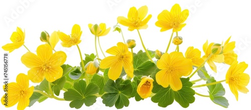 A captivating bunch of celandine flowers, featuring bright yellow blooms and lush green leaves, grace a white background.