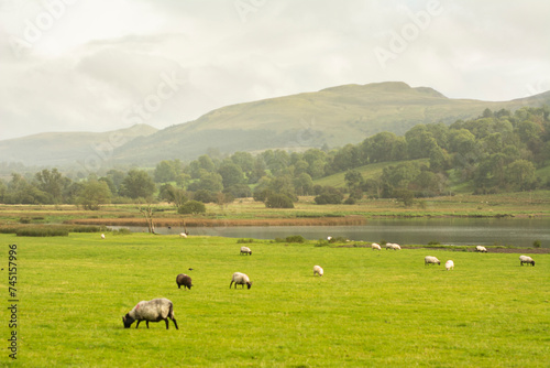 green meadow with sheeps and mountains