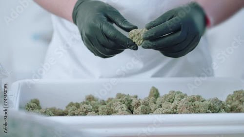 Man wear black gloves selecting quality cannabis weed buds from the white tray, marijuana working factory, quality check marijuana, legalize weed, cannabis industry, selection for best weed buds