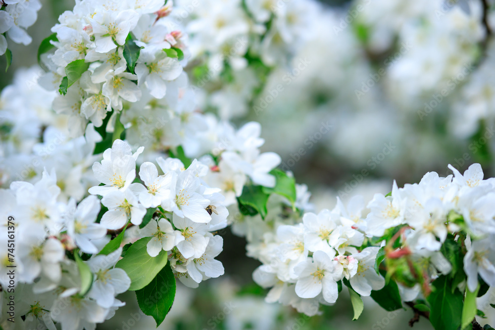 white flowers of an apple tree on a branch in the garden