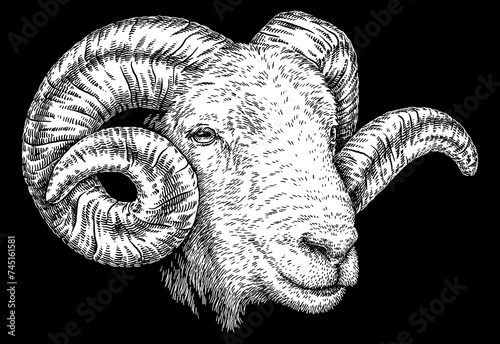 Vintage engraving isolated lamb set illustration ram ink sketch. Farm animal sheep background mutton silhouette art. Black and white hand drawn image