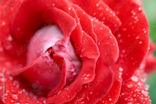 Close-up of a rose in shallow depth of field after rain. drops of water on a rosebud