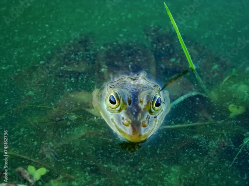 Close-up of a frog's head in swamp water.