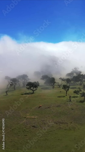 Vertical video 9:16 for social media story Trees on the field in the white fog aerial view	