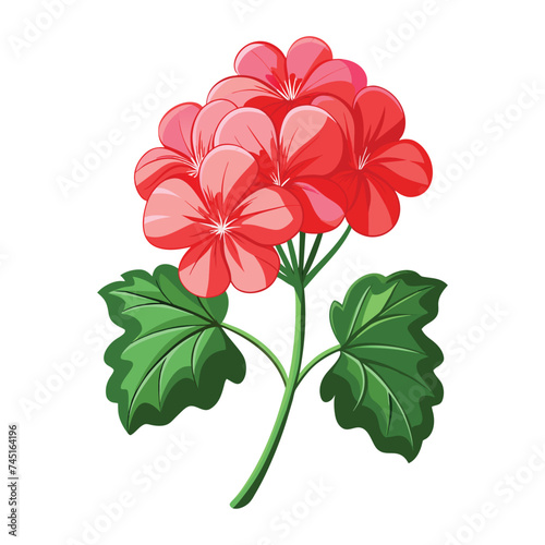 Vector of illustration geranium on white