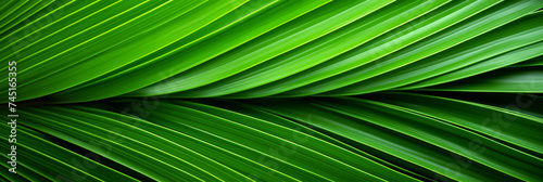 Lush green palm leaf texture. Detailed botanical background with natural patterns.