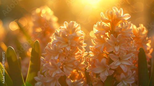 Hyacinth blooms illuminated by the golden hour sunlight.