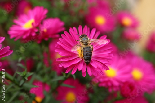 Close-up of a bee sitting on Aster alpinus and collecting honey