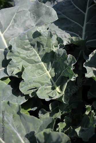 green cabbage plant growing in the garden