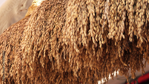 Fotografija Traditional Indian home decoration with paddy sheaves