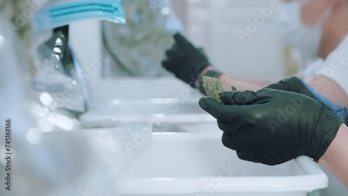 Shot of workers in hygienic protection sorting and trimming fresh marijuanna top buds, ready to ship out, selling weed cannabis industry for regalized marijuana, hemp and narcotic industry 