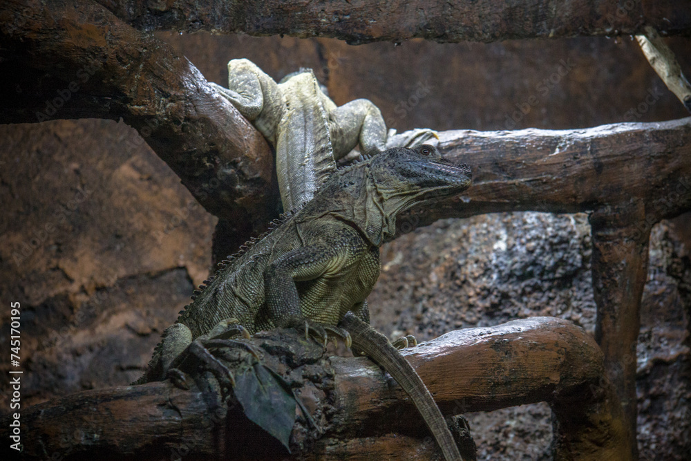 The Moluccan sail-finned lizard or Ambon sailfin dragon (Hydrosaurus amboinensis) is a large agamid lizard native to moluccas or Maluku Islands in Indonesia