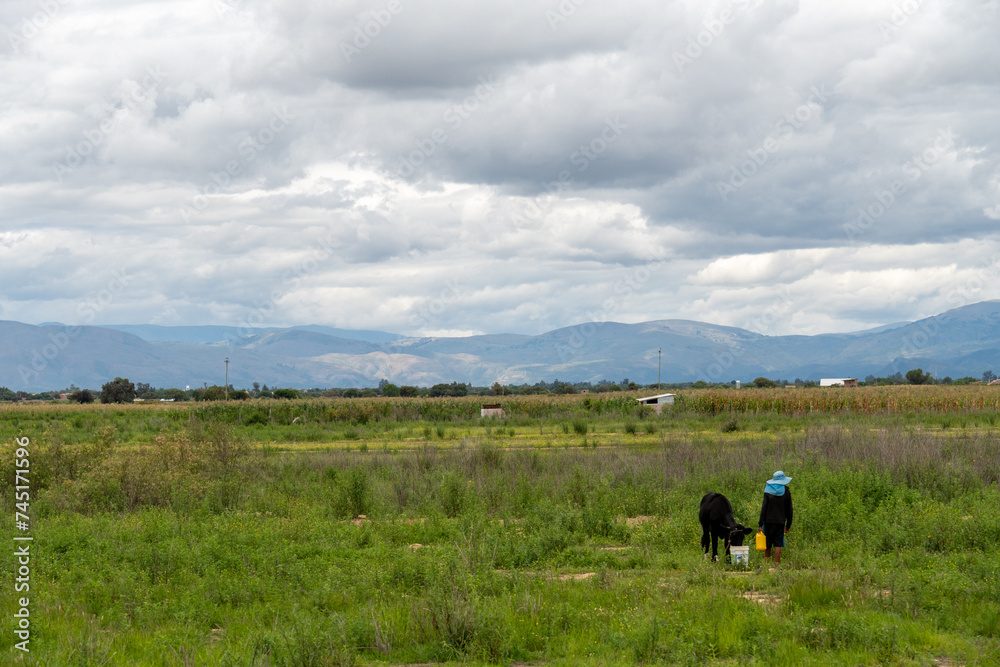 rural setting, a farmer with a cow in a green crop field, with mountains in the background, cloudy day rural setting, a farmer with a cow in a green crop field, with mountains in the background, cloudy day