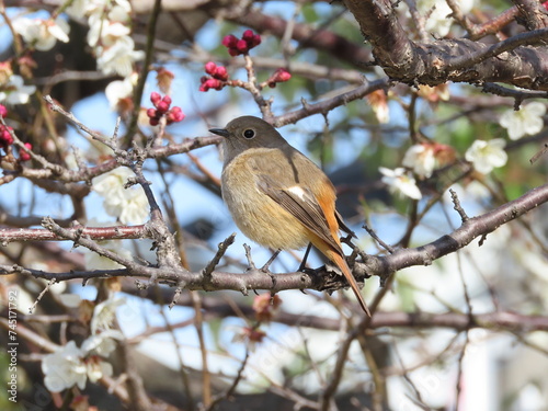 梅の木にとまるジョウビタキ