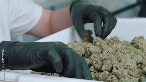 Close up hand wear black elastic gloves sorting and choosing marijuana top buds flower, quality control process for legalized marijuana hemp inside the production factory warehouse, weed selection