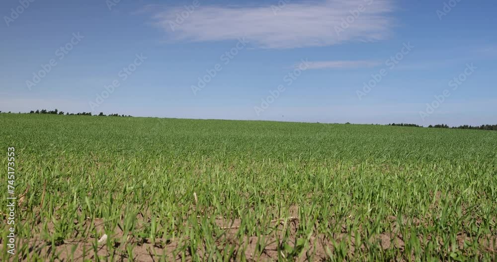 green wheat in the field in clear weather, cereal growing business in eastern europe green wheat in the field in clear weather, cereal growing business in eastern europe
