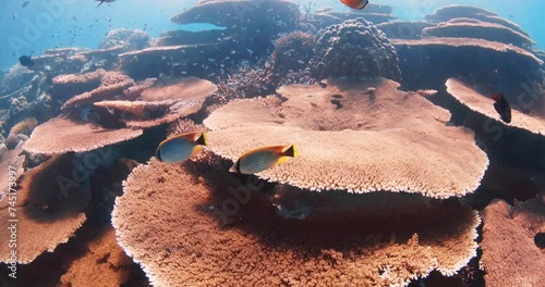 Coral feef underwater in tropical sea. Fishes swim on the corals in the Maldives. photo