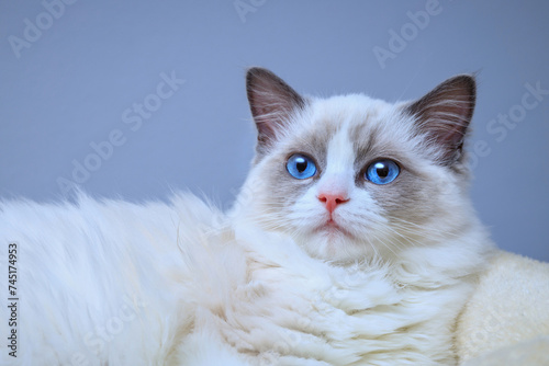 A blue-eyed Ragdoll kitten lying on a bed