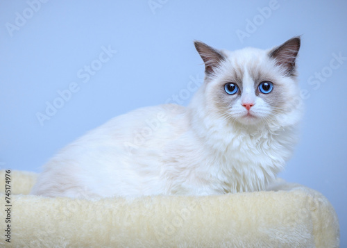 A blue-eyed Ragdoll kitten sitting on a bed