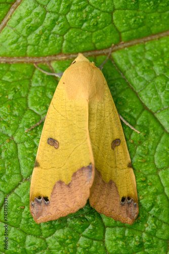 The green drab (Ophiusa tirhaca) moth photo