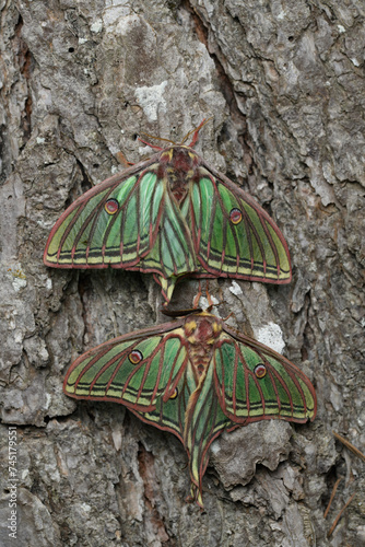 Spanish moon moth (Actias isabellae or Graellsia isabellae)