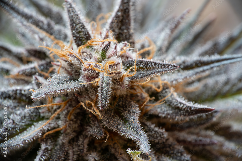 cannabis plant head closeup, detail of trichomes cannabis plant head closeup, detail of trichomes