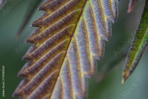 cannabis leaf closeup, harvest time photo