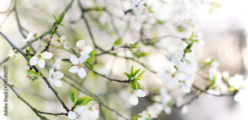 Close-up of twigs with white blooming spring flowers and fresh green leaves. Beautiful soft floral image of spring nature. Concept of spring. Selective focus, panoramic view.