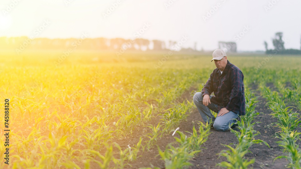 A man kneels down among rows of tall corn stalks in a vast field.