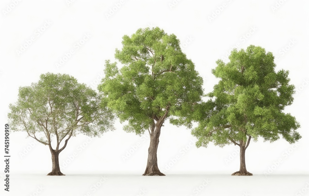 Group trees isolated on white background. Group trees isolated on white background.