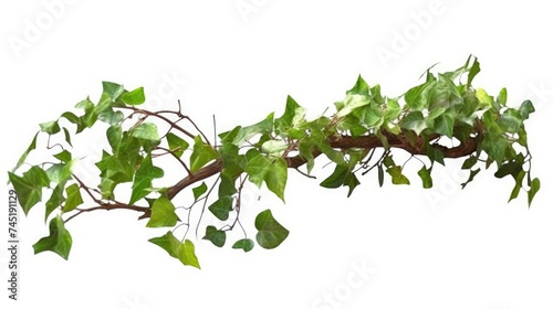 Climbing plants creepers isolated on white background.
