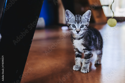 Portrait d'un petit chaton tigré amusant © PicsArt