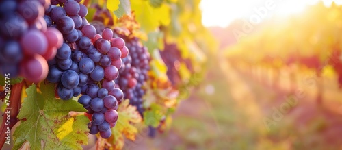 A cluster of ripe purple grapes hangs from a vine in a vineyard during harvest time. The grapes are ready to be picked and used for winemaking or consumption.
