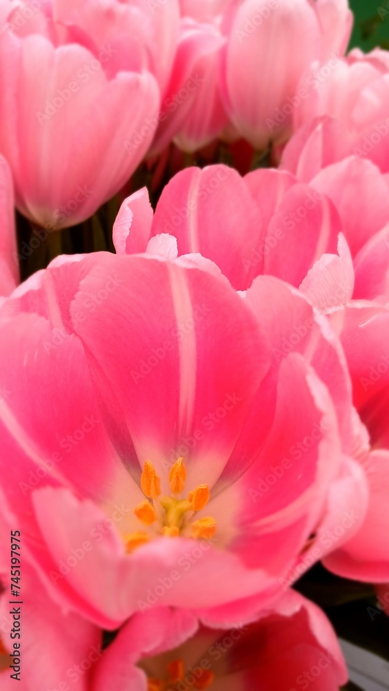 pink tulips in a flower bed
