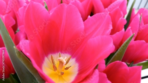pink tulips in a flower bed © Anna