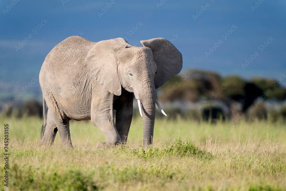 elephant in Amboseli national park