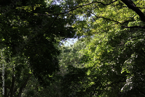 tree in the forest