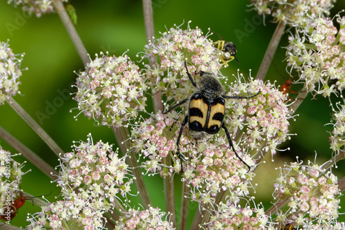 A bee beetle and some other insects on Umbelliferae flowers.