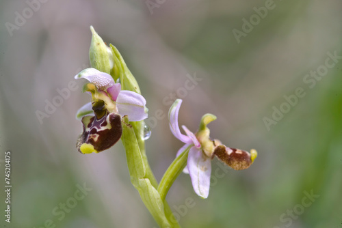Orchidea (Ophrys annae). Muros, Sassari, Sardegna, Italia. © antasfoto