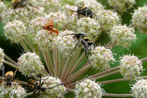 A bee beetles and some other insects on Umbelliferae flowers.