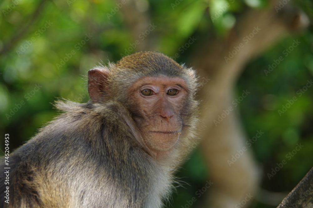 portrait of a macaque portrait of a macaque