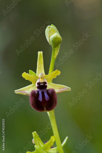 Orchidea (Ophrys incubacea). Lago di Baratz, Sassari, Sardegna. Italia. photo