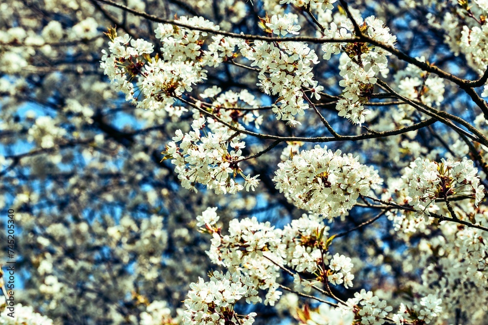 Cherry blossom branch in the spring garden
