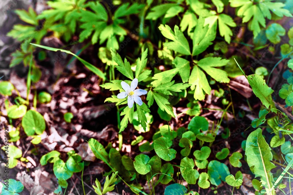 Beautiful white wild flower in the garden