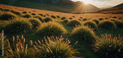 a field of grass with the sun shining over the mountains in the backgrouds of the valley in the foreground. photo