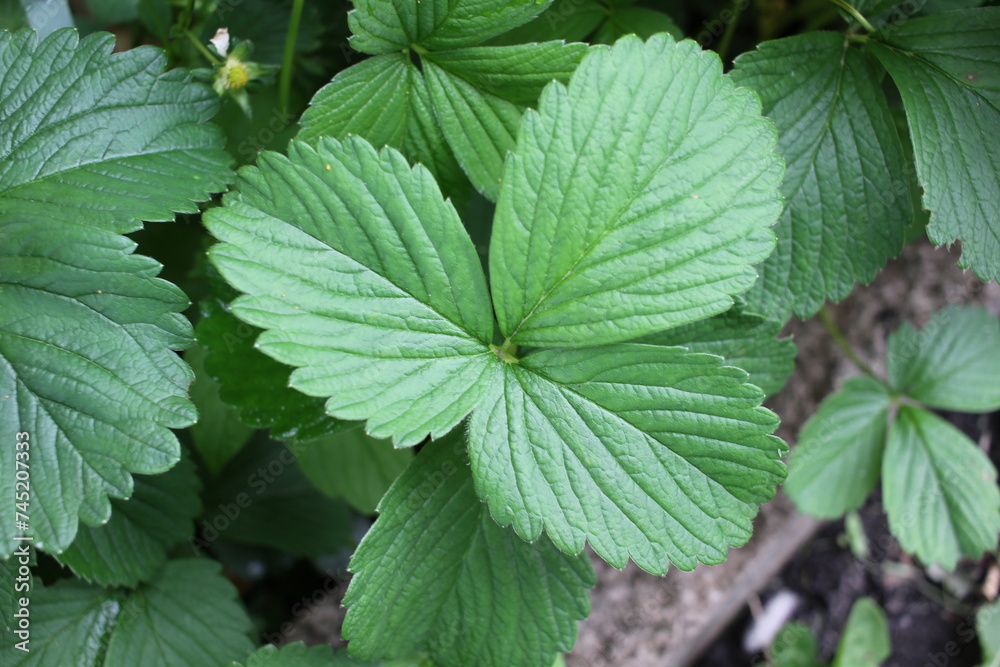 strawberry leaves growing in the summer garden strawberry leaves growing in the summer garden
